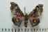  ( - BC-Basq0961)  @14 [ ] Copyright (2010) Unspecified Research Collection of Patrick Basquin