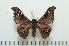  ( - BC-Basq0963)  @14 [ ] Copyright (2010) Unspecified Research Collection of Patrick Basquin