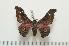  ( - BC-Basq0965)  @13 [ ] Copyright (2010) Unspecified Research Collection of Patrick Basquin