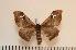 (Holocerina intermedia - BC-Basq0986)  @14 [ ] Copyright (2010) Unspecified Research Collection of Patrick Basquin