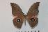  ( - BC-Basq 2340)  @14 [ ] Copyright (2010) Unspecified Research Collection of Patrick Basquin