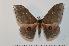  ( - BC-Basq 2371)  @13 [ ] Copyright (2010) Unspecified Research Collection of Patrick Basquin