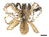  (Proevippa - CBG-A48519-G01)  @11 [ ] CreativeCommons - Attribution (2024) CBG Photography Group Centre for Biodiversity Genomics