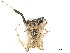  ( - CBG-A51064-H10)  @11 [ ] CreativeCommons - Attribution (2024) CBG Photography Group Centre for Biodiversity Genomics