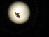  (Chaetocnema borealis - SD2406SH303)  @12 [ ] Unspecified (default): All Rights Reserved  Unspecified Unspecified