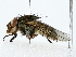  ( - BIOUG85240-E07)  @11 [ ] CreativeCommons - Attribution (2022) CBG Photography Group Centre for Biodiversity Genomics