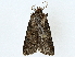  ( - BIOUG85486-B11)  @11 [ ] CreativeCommons - Attribution (2022) CBG Photography Group Centre for Biodiversity Genomics