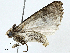  ( - BIOUG99481-A11)  @11 [ ] CreativeCommons - Attribution (2023) CBG Photography Group Centre for Biodiversity Genomics