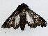  ( - CBG-A02879-A01)  @11 [ ] CreativeCommons - Attribution (2023) CBG Photography Group Centre for Biodiversity Genomics