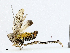  ( - CBG-A04436-G05)  @11 [ ] CreativeCommons - Attribution (2023) CBG Photography Group Centre for Biodiversity Genomics