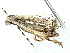  ( - BIOUG85241-F05)  @11 [ ] CreativeCommons - Attribution (2022) CBG Photography Group Centre for Biodiversity Genomics