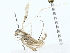  ( - BIOUG85242-C09)  @11 [ ] CreativeCommons - Attribution (2022) CBG Photography Group Centre for Biodiversity Genomics