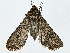  ( - BIOUG85486-F07)  @11 [ ] CreativeCommons - Attribution (2022) CBG Photography Group Centre for Biodiversity Genomics