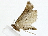  ( - BIOUG85487-A01)  @11 [ ] CreativeCommons - Attribution (2022) CBG Photography Group Centre for Biodiversity Genomics