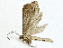  ( - BIOUG85487-A02)  @11 [ ] CreativeCommons - Attribution (2022) CBG Photography Group Centre for Biodiversity Genomics