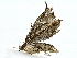  ( - BIOUG85487-A04)  @11 [ ] CreativeCommons - Attribution (2022) CBG Photography Group Centre for Biodiversity Genomics