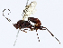  ( - BIOUG97790-F10)  @11 [ ] CreativeCommons - Attribution (2023) CBG Photography Group Centre for Biodiversity Genomics