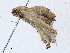  ( - CBG-A02879-B11)  @11 [ ] CreativeCommons - Attribution (2023) CBG Photography Group Centre for Biodiversity Genomics