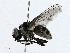  ( - CBG-A04437-B03)  @11 [ ] CreativeCommons - Attribution (2023) CBG Photography Group Centre for Biodiversity Genomics