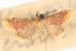  (Pyrausta chrysoterma - CNCLEP00075138)  @11 [ ] CreativeCommons - Attribution Non-Commercial Share-Alike (2010) Jean-Francois Landry, CNC and Zhaofu Yang, BIO Canadian National Collections