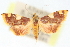  (Pyrausta asopialis - CNCLEP00075139)  @11 [ ] CreativeCommons - Attribution Non-Commercial Share-Alike (2010) Jean-Francois Landry, CNC and Zhaofu Yang, BIO Canadian National Collections