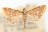 (Pyrausta rubescentalis - CNCLEP00075140)  @13 [ ] CreativeCommons - Attribution Non-Commercial Share-Alike (2010) Jean-Francois Landry, CNC and Zhaofu Yang, BIO Canadian National Collections