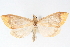  (Pyrausta rhodoxantha - CNCLEP00075147)  @11 [ ] CreativeCommons - Attribution Non-Commercial Share-Alike (2010) Jean-Francois Landry, CNC and Zhaofu Yang, BIO Canadian National Collections