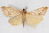  (Pyrausta penai - CNCLEP00075155)  @11 [ ] CreativeCommons - Attribution Non-Commercial Share-Alike (2010) Jean-Francois Landry, CNC and Zhaofu Yang, BIO Canadian National Collections
