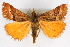  ( - CNCLEP00075158)  @13 [ ] CreativeCommons - Attribution Non-Commercial Share-Alike (2010) Jean-Francois Landry, CNC and Zhaofu Yang, BIO Canadian National Collections