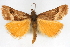  (Pyrausta aysenalis - CNCLEP00075159)  @14 [ ] CreativeCommons - Attribution Non-Commercial Share-Alike (2010) Jean-Francois Landry, CNC and Zhaofu Yang, BIO Canadian National Collections