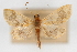  (Pyrausta flavidiscata - CNCLEP00075165)  @11 [ ] CreativeCommons - Attribution Non-Commercial Share-Alike (2010) Jean-Francois Landry, CNC and Zhaofu Yang, BIO Canadian National Collections