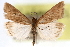  (Pyrausta polygamalis - CNCLEP00075173)  @13 [ ] CreativeCommons - Attribution Non-Commercial Share-Alike (2010) Jean-Francois Landry, CNC and Zhaofu Yang, BIO Canadian National Collections