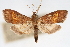  (Pyrausta assutalis - CNCLEP00075180)  @15 [ ] CreativeCommons - Attribution Non-Commercial Share-Alike (2010) Jean-Francois Landry, CNC and Zhaofu Yang, BIO Canadian National Collections