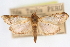  (Pyrausta phaeochysis - CNCLEP00075181)  @11 [ ] CreativeCommons - Attribution Non-Commercial Share-Alike (2010) Jean-Francois Landry, CNC and Zhaofu Yang, BIO Canadian National Collections