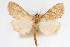  (Anania arenacea - CNCLEP00075195)  @14 [ ] CreativeCommons - Attribution Non-Commercial Share-Alike (2010) Jean-Francois Landry, CNC and Zhaofu Yang, BIO Canadian National Collections