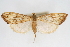  (Anania inclusalis - CNCLEP00075197)  @15 [ ] CreativeCommons - Attribution Non-Commercial Share-Alike (2010) Jean-Francois Landry, CNC and Zhaofu Yang, BIO Canadian National Collections