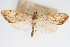  ( - CNCLEP00075198)  @14 [ ] CreativeCommons - Attribution Non-Commercial Share-Alike (2010) Jean-Francois Landry, CNC and Zhaofu Yang, BIO Canadian National Collections