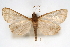  (Triuncidia - CNCLEP00075228)  @14 [ ] CreativeCommons - Attribution Non-Commercial Share-Alike (2010) Jean-Francois Landry, CNC and Zhaofu Yang, BIO Canadian National Collections