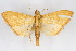  (Pseudepicorsia septentrionis - CNCLEP00075231)  @13 [ ] CreativeCommons - Attribution Non-Commercial Share-Alike (2010) Jean-Francois Landry, CNC and Zhaofu Yang, BIO Canadian National Collections
