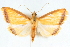  (Protepicorsia thyriphora - CNCLEP00075234)  @11 [ ] CreativeCommons - Attribution Non-Commercial Share-Alike (2010) Jean-Francois Landry, CNC and Zhaofu Yang, BIO Canadian National Collections