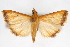  (Protepicorsia agraptalis - CNCLEP00075236)  @13 [ ] CreativeCommons - Attribution Non-Commercial Share-Alike (2010) Jean-Francois Landry, CNC and Zhaofu Yang, BIO Canadian National Collections
