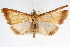  (Protepicorsia bicolor - CNCLEP00075237)  @12 [ ] CreativeCommons - Attribution Non-Commercial Share-Alike (2010) Jean-Francois Landry, CNC and Zhaofu Yang, BIO Canadian National Collections