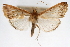  (Protepicorsia costalis - CNCLEP00075242)  @14 [ ] CreativeCommons - Attribution Non-Commercial Share-Alike (2010) Jean-Francois Landry, CNC and Zhaofu Yang, BIO Canadian National Collections