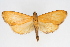  (Protepicorsia sp. 1ZY - CNCLEP00075243)  @13 [ ] CreativeCommons - Attribution Non-Commercial Share-Alike (2010) Jean-Francois Landry, CNC and Zhaofu Yang, BIO Canadian National Collections