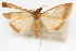  (Protepicorsia sp. 2ZY - CNCLEP00075245)  @13 [ ] CreativeCommons - Attribution Non-Commercial Share-Alike (2010) Jean-Francois Landry, CNC and Zhaofu Yang, BIO Canadian National Collections