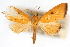  ( - CNCLEP00075246)  @13 [ ] CreativeCommons - Attribution Non-Commercial Share-Alike (2010) Jean-Francois Landry, CNC and Zhaofu Yang, BIO Canadian National Collections