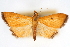  (Protepicorsia - CNCLEP00075247)  @15 [ ] CreativeCommons - Attribution Non-Commercial Share-Alike (2010) Jean-Francois Landry, CNC and Zhaofu Yang, BIO Canadian National Collections
