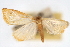  (Protepicorsia quincemila - CNCLEP00075248)  @12 [ ] CreativeCommons - Attribution Non-Commercial Share-Alike (2010) Jean-Francois Landry, CNC and Zhaofu Yang, BIO Canadian National Collections
