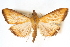  (Protepicorsia pozuzoa - CNCLEP00075250)  @11 [ ] CreativeCommons - Attribution Non-Commercial Share-Alike (2010) Jean-Francois Landry, CNC and Zhaofu Yang, BIO Canadian National Collections