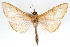  (Epicorsia catarinalis - CNCLEP00075260)  @15 [ ] CreativeCommons - Attribution Non-Commercial Share-Alike (2010) Jean-Francois Landry, CNC and Zhaofu Yang, BIO Canadian National Collections